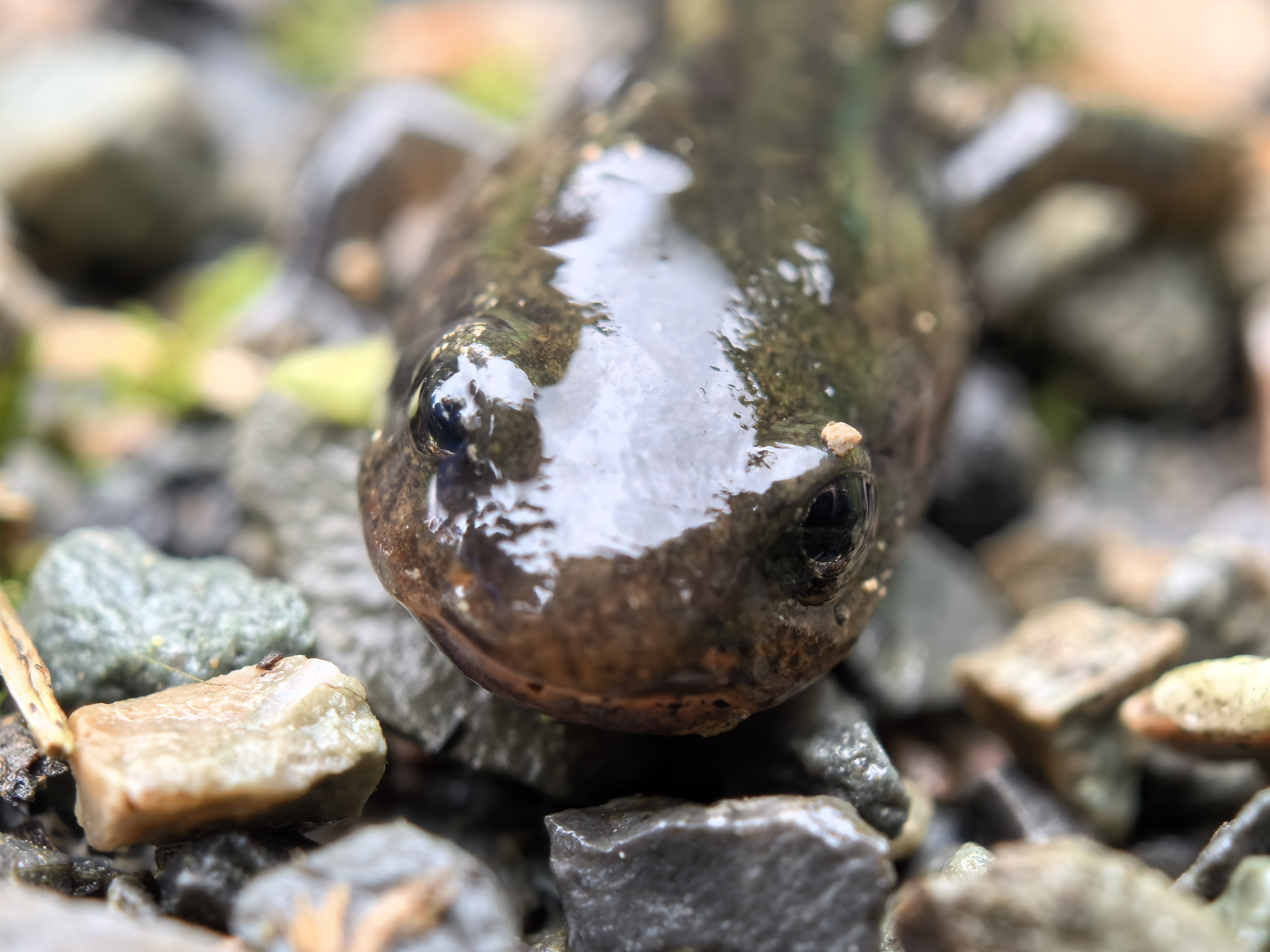 湖北五峰后河自然保护区发现珍稀黄斑拟小鲵