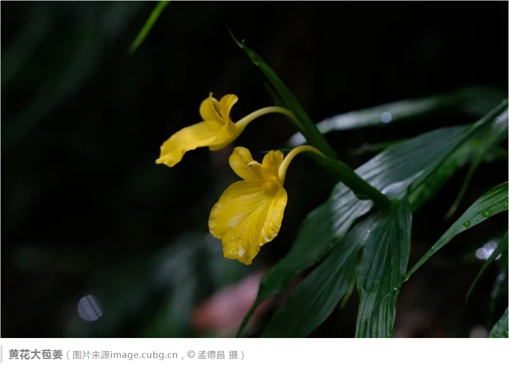 雌雄蕊“错峰上班”、主动给自己传粉？姜科植物奇妙的繁育与传粉方式大揭秘--湖北省野生动植物保护总站