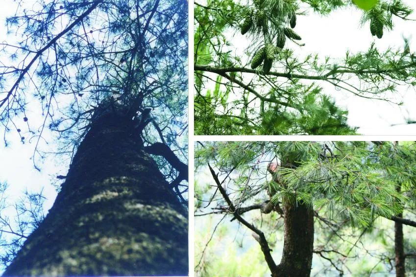 2022年世界野生动植物日 ——大美湖北,“你”最珍贵--湖北省野生动植物保护总站